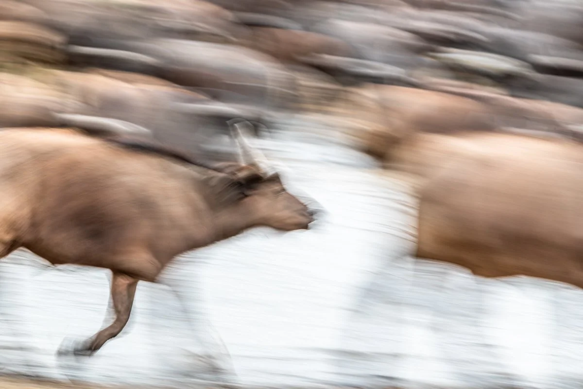 WildlifeInMotion08.jpg