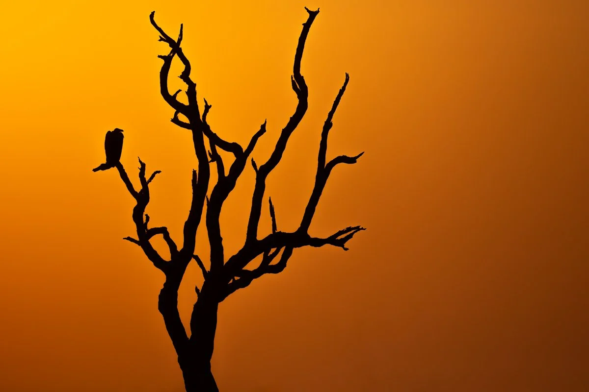 Birdlife34.jpg