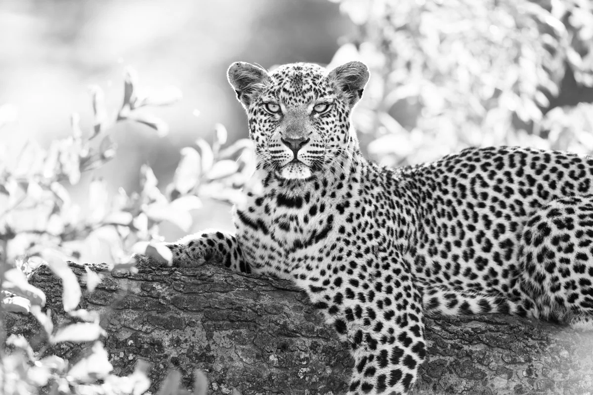 Monochrome05.jpg