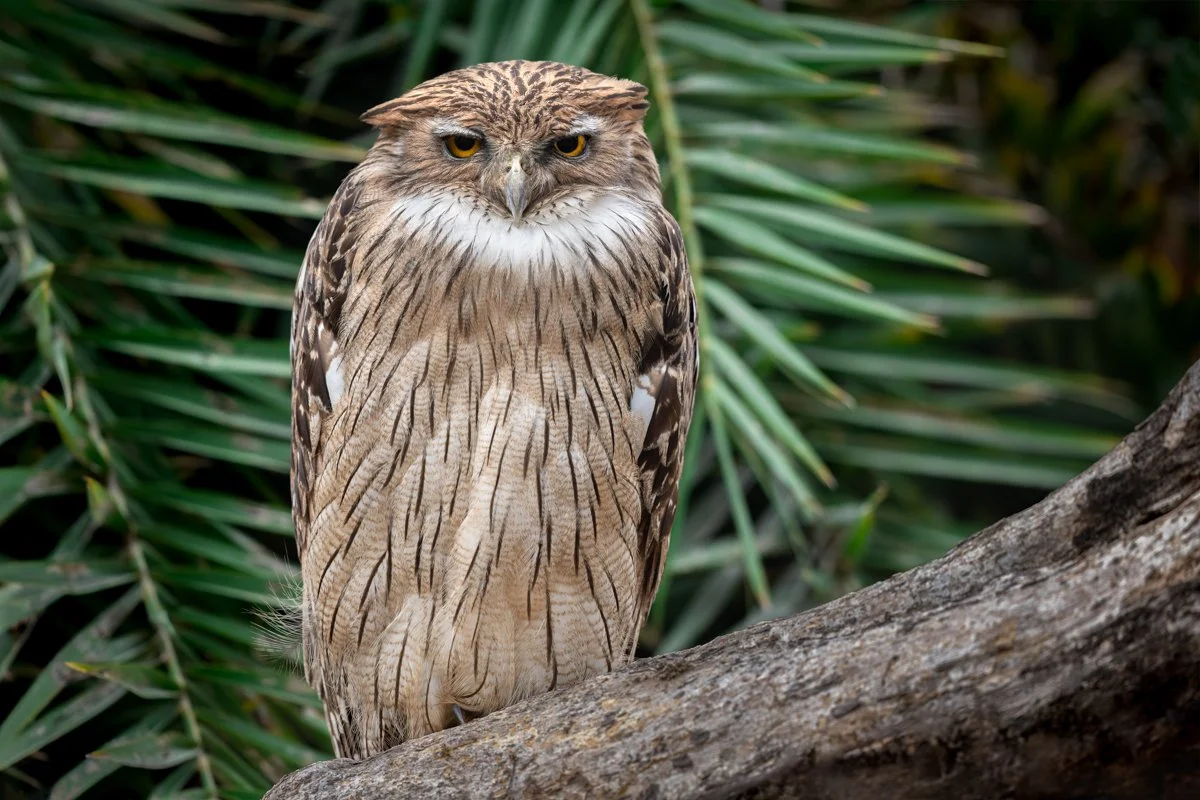 Birdlife33.jpg