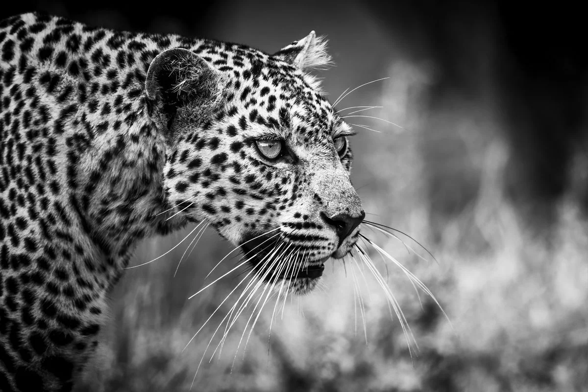 Monochrome34.jpg