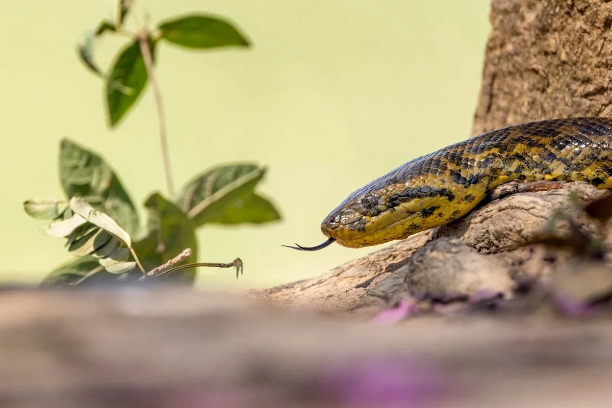 GeneralWildlife44.jpg