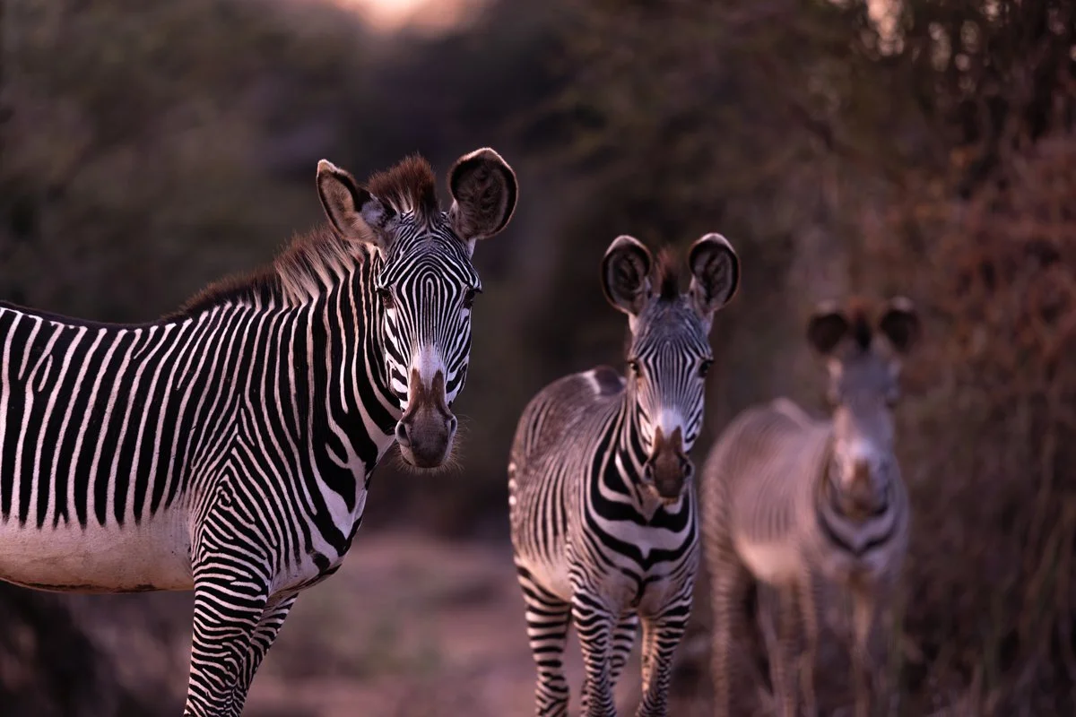 AfricanIcons15.jpg