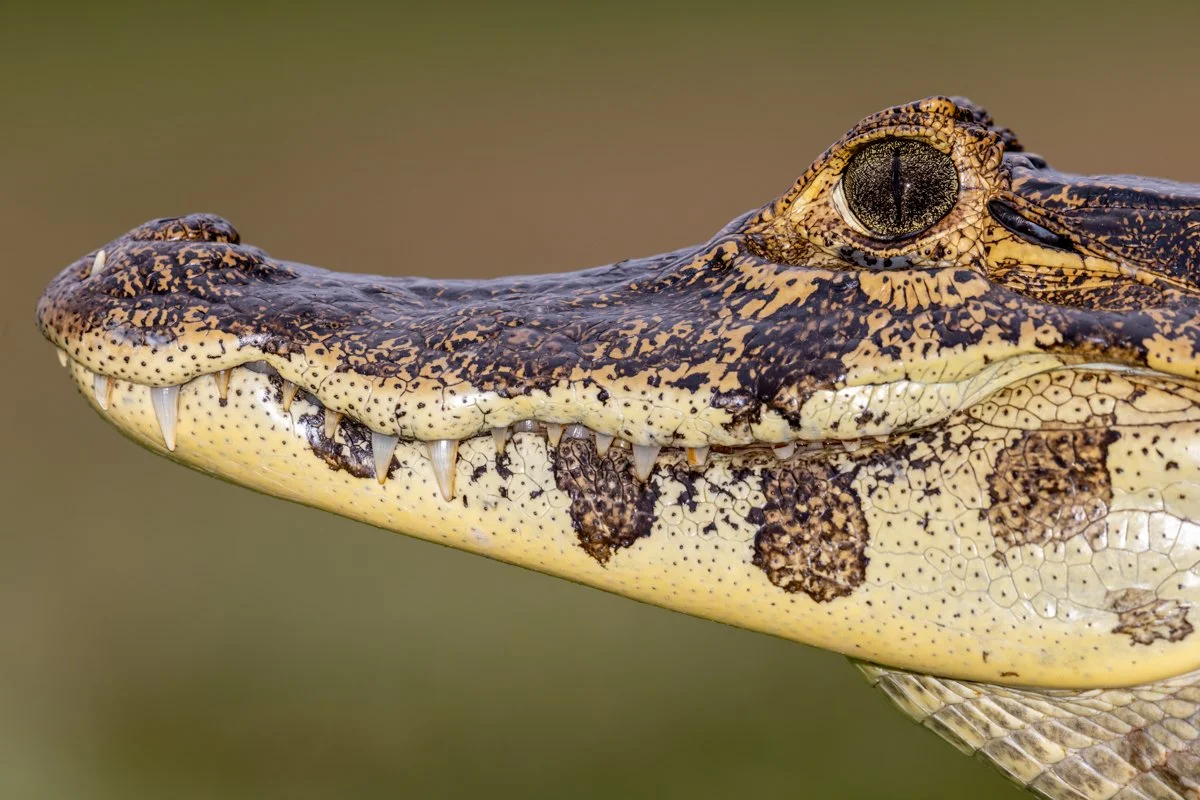 GeneralWildlife38.jpg