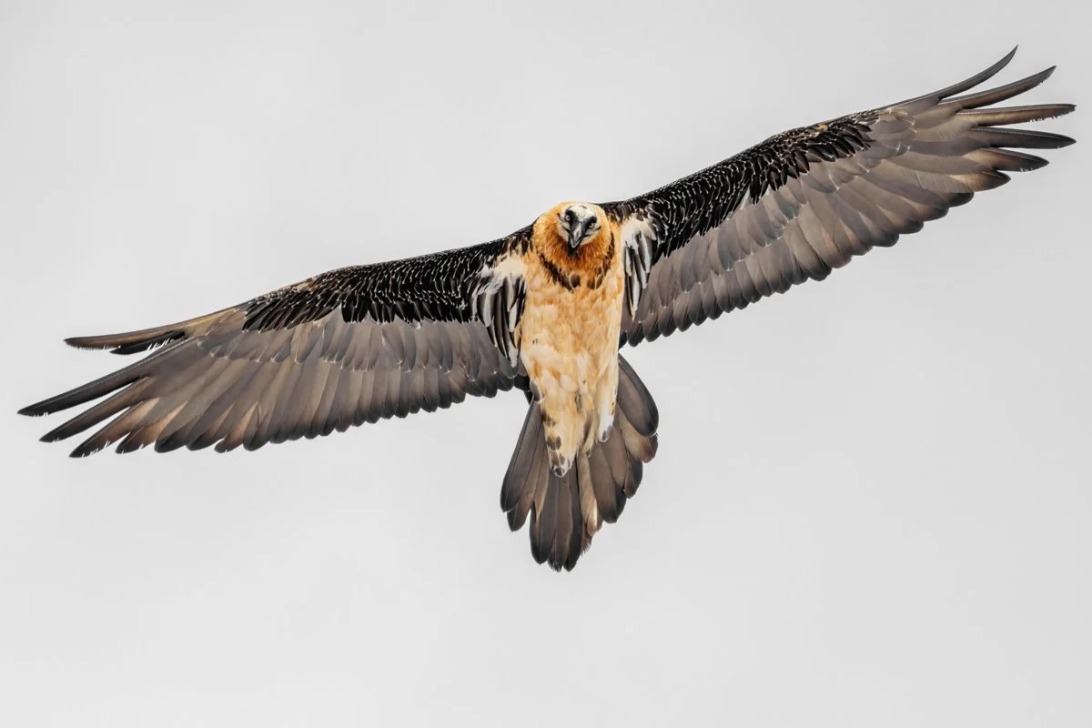 Birdlife23.jpg