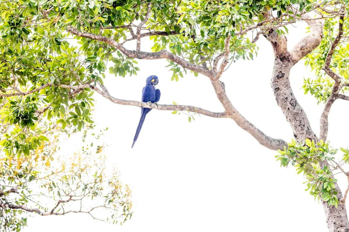 Birdlife03.jpg