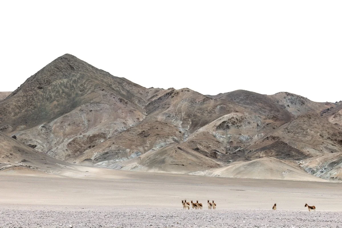 GeneralWildlife03.jpg