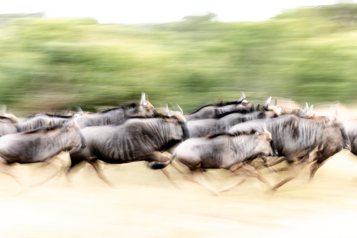 WildlifeInMotion12.jpg