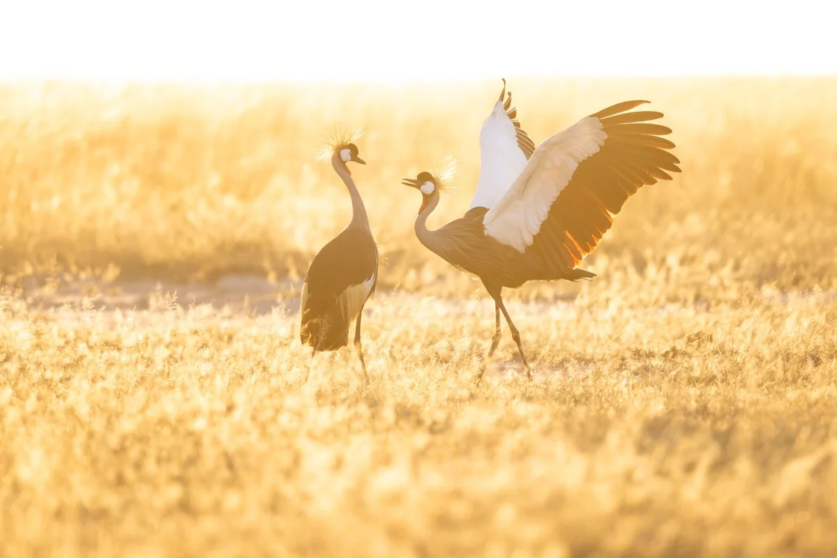 Birdlife01.jpg