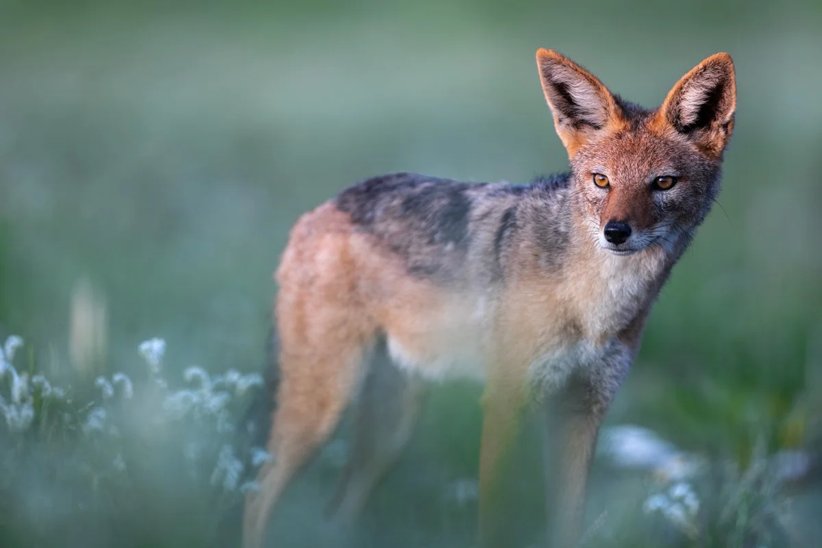 GeneralWildlife19.jpg