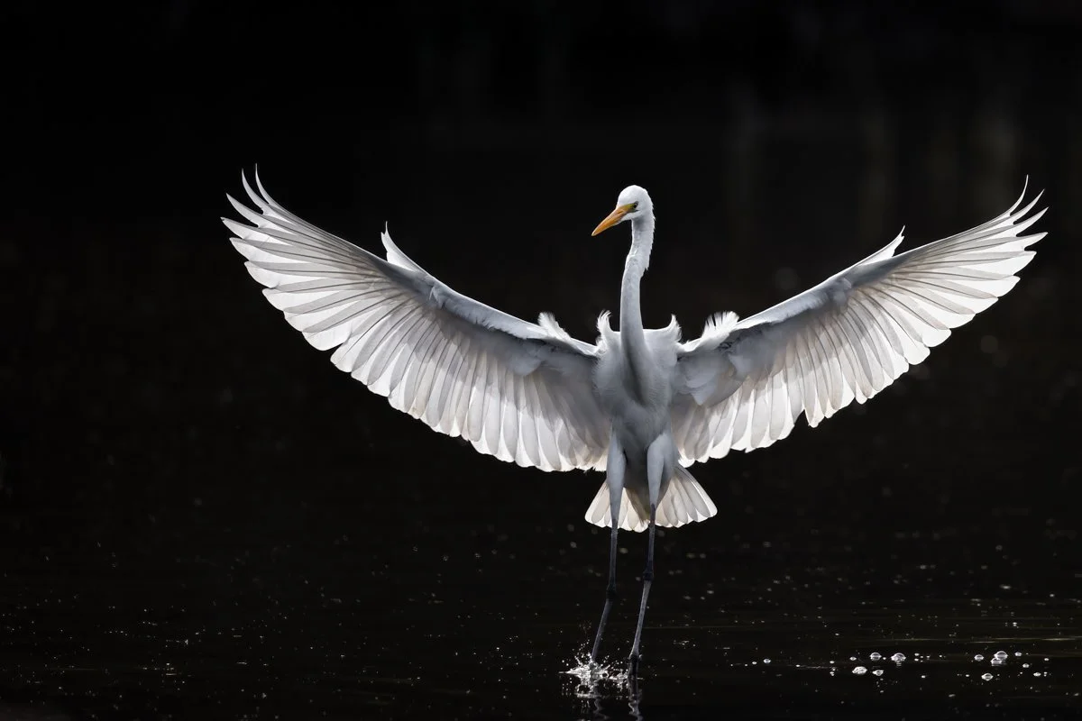 Birdlife11.jpg