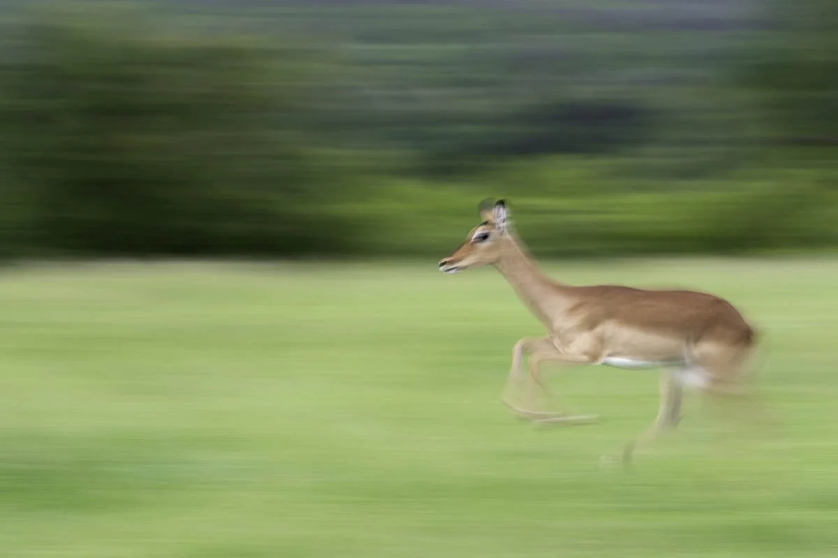 WildlifeInMotion10.jpg