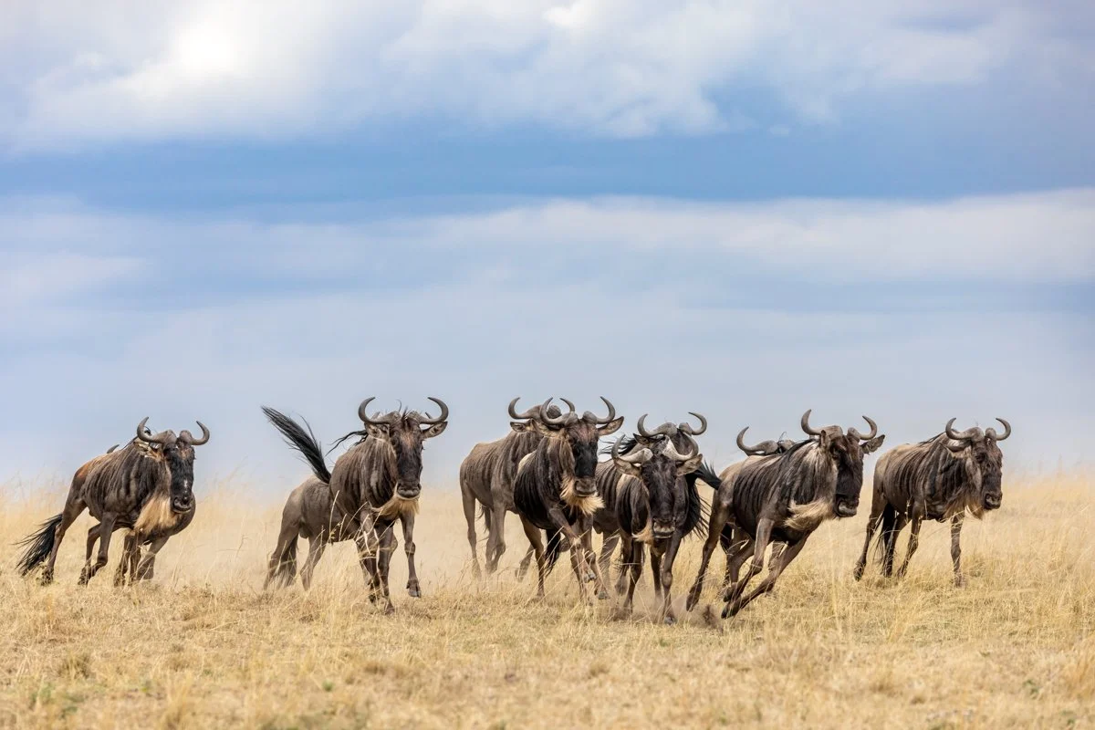 GeneralWildlife01.jpg