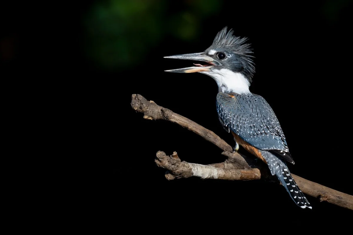 Birdlife15.jpg