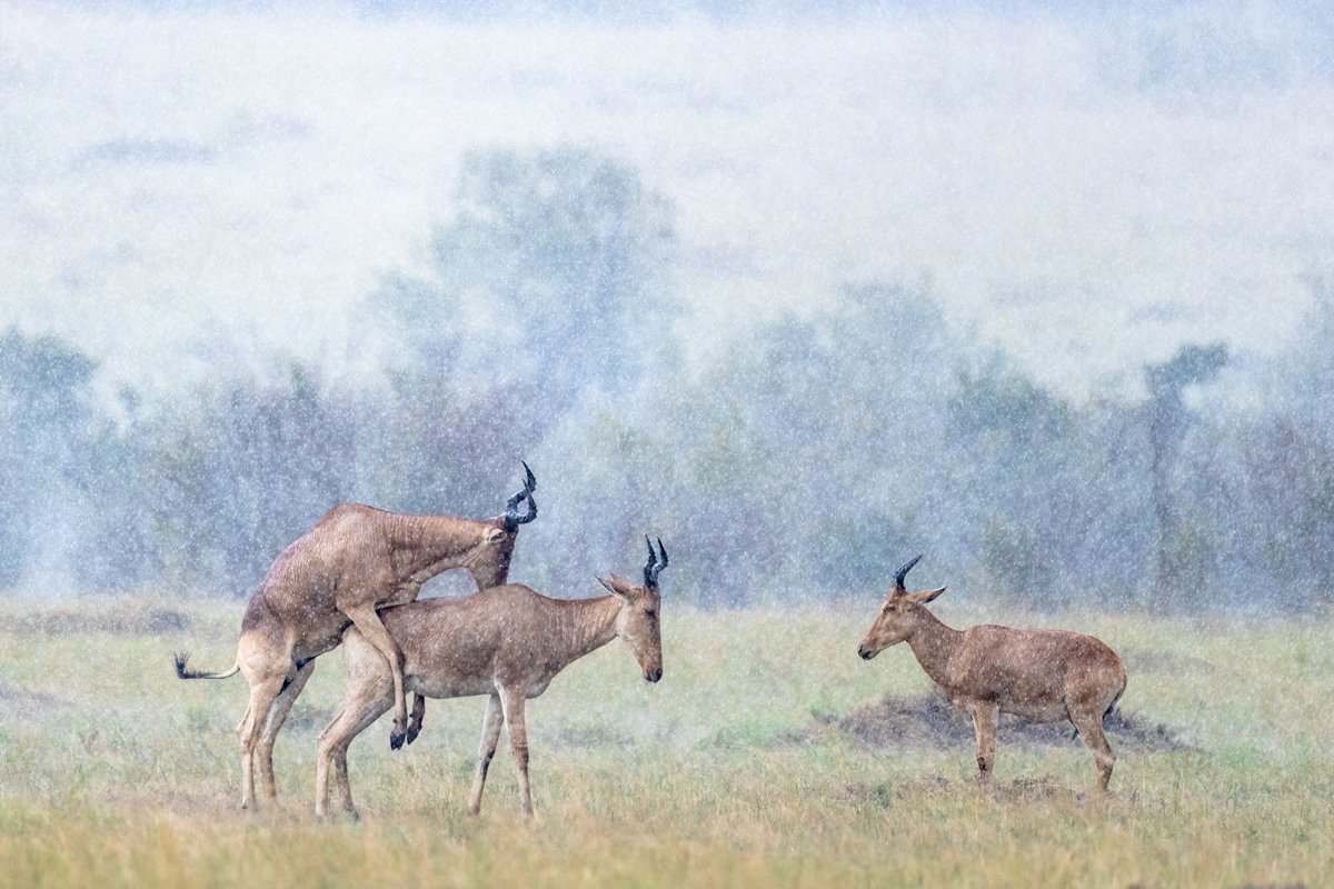 GeneralWildlife10.jpg