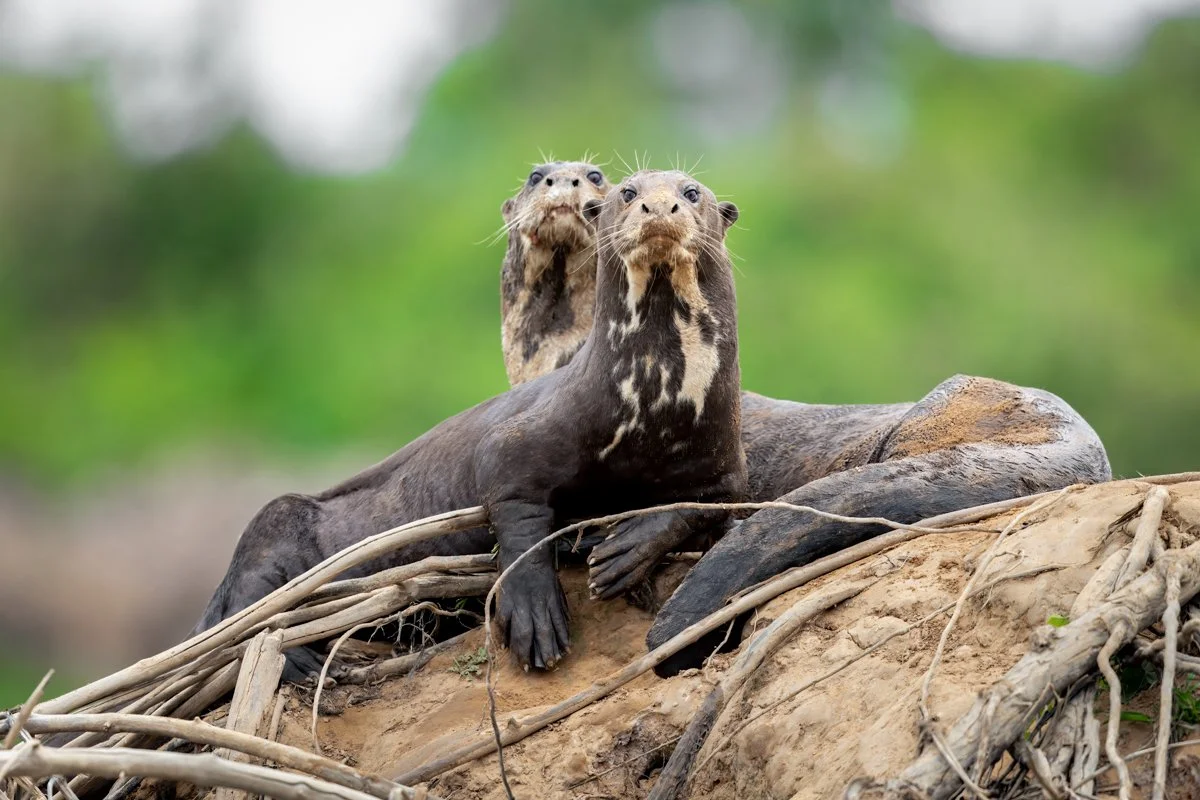 GeneralWildlife18.jpg