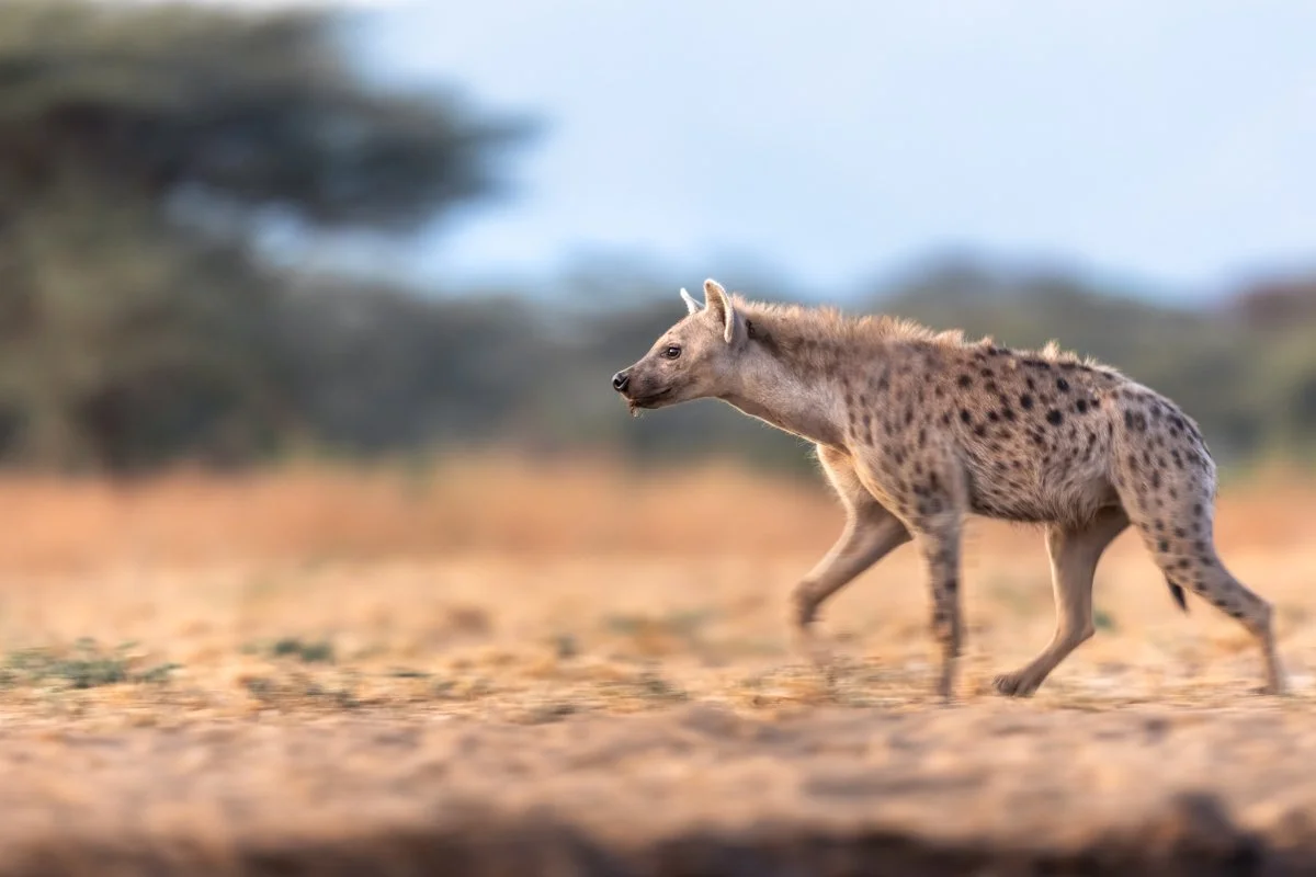 WildlifeInMotion18.jpg