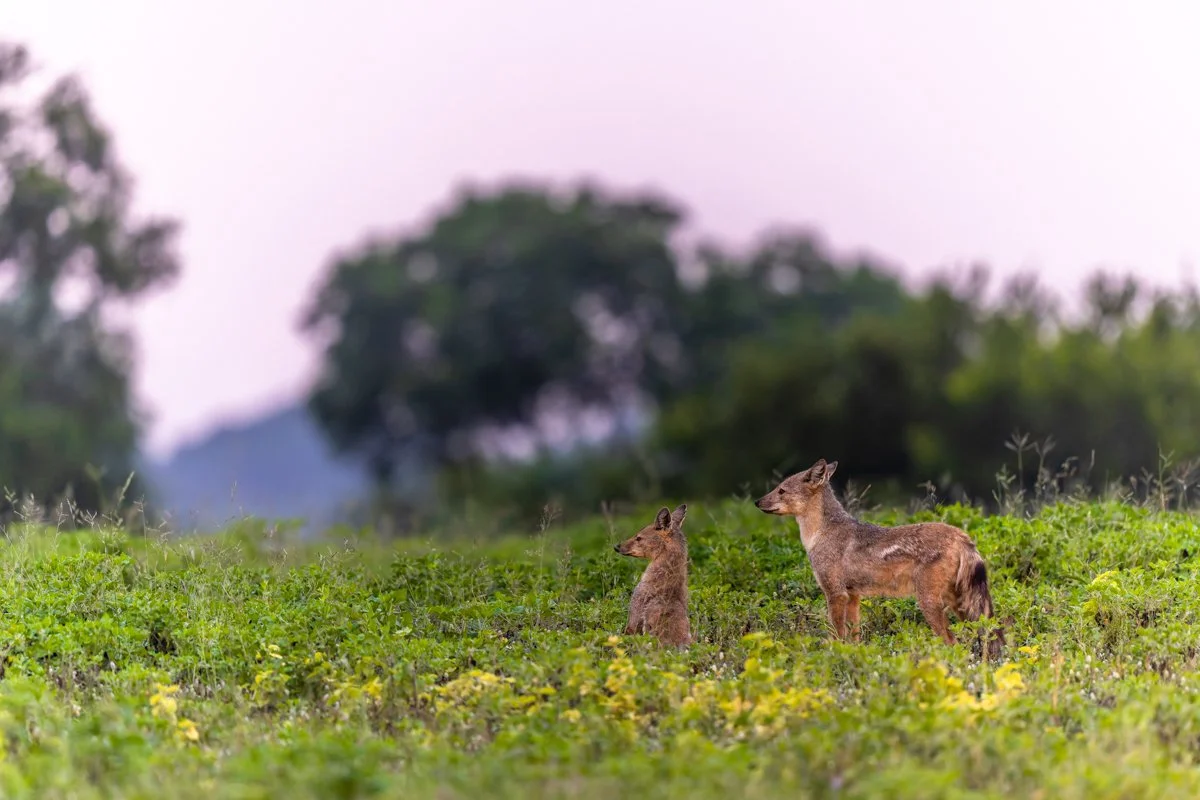 GeneralWildlife30.jpg