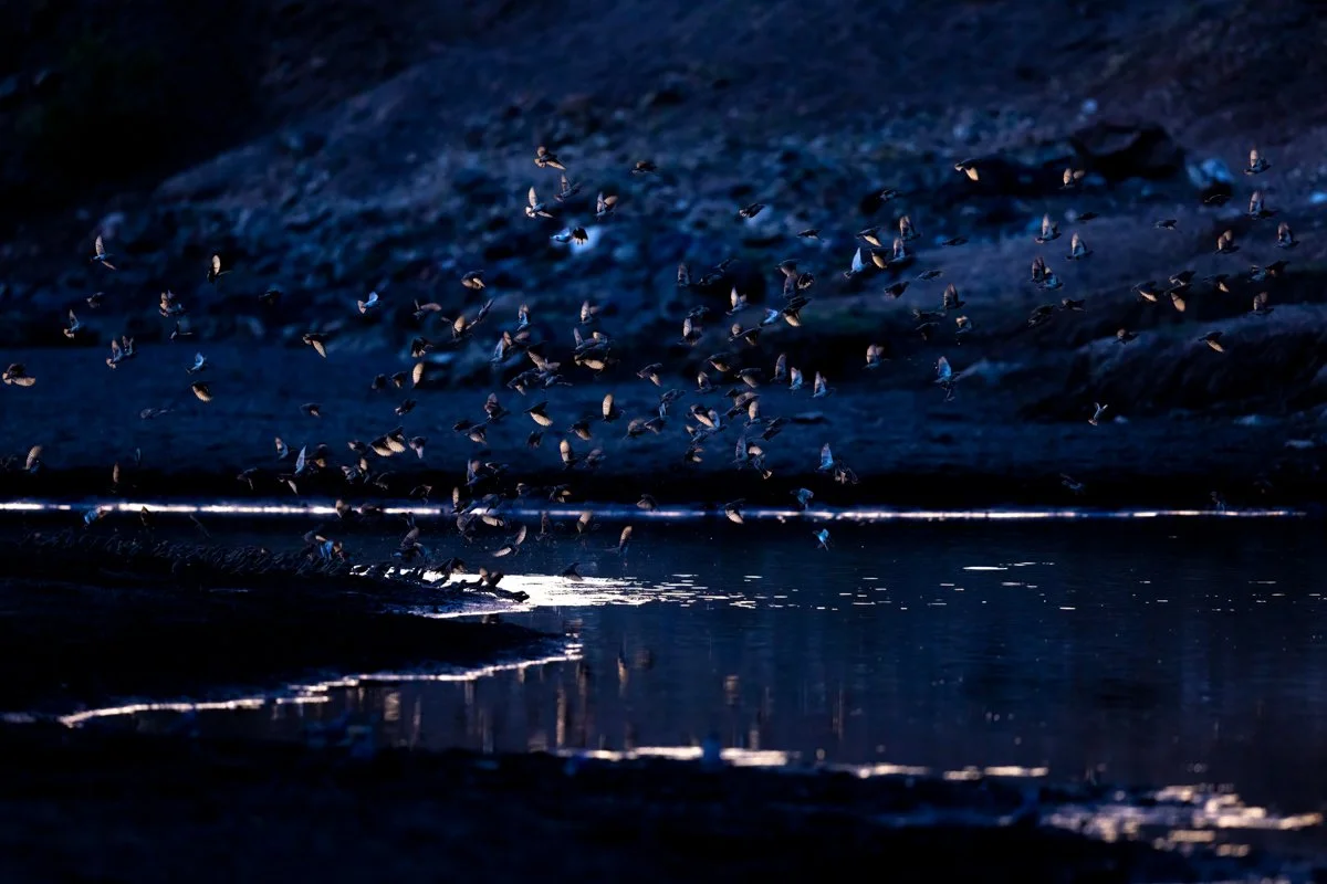 Birdlife22.jpg