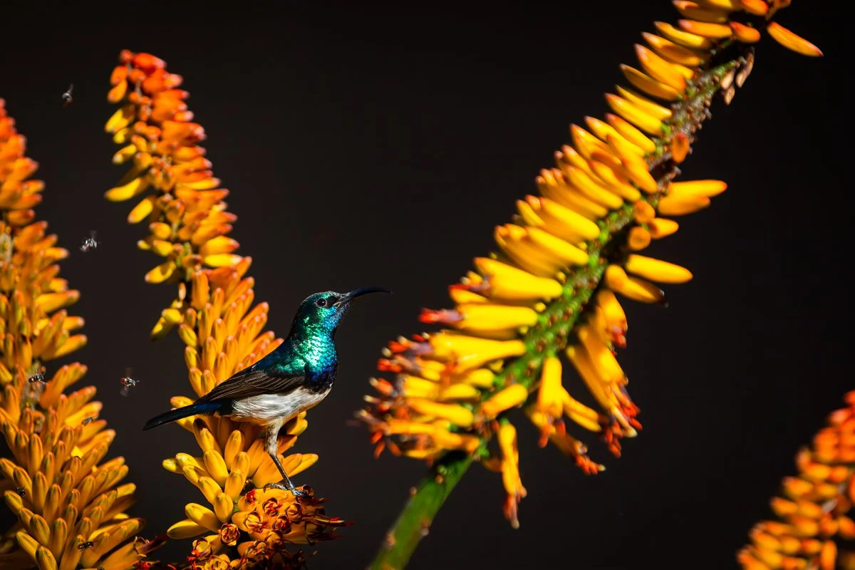 Birdlife05.jpg