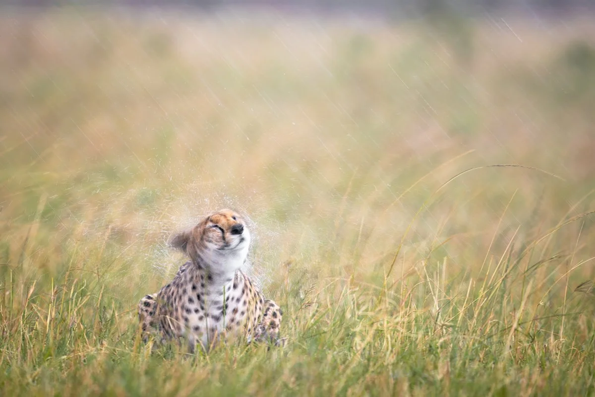 WildlifeInMotion02.jpg