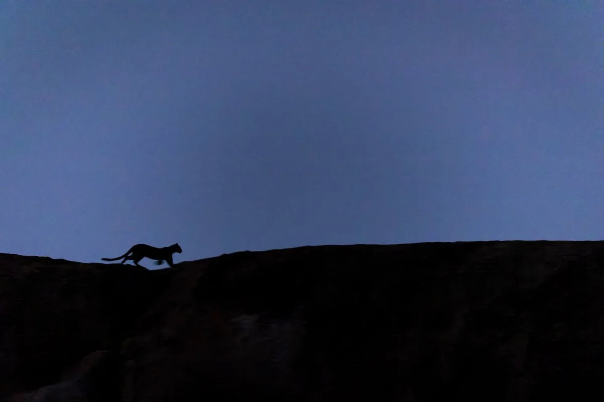 WildlifeInMotion23.jpg