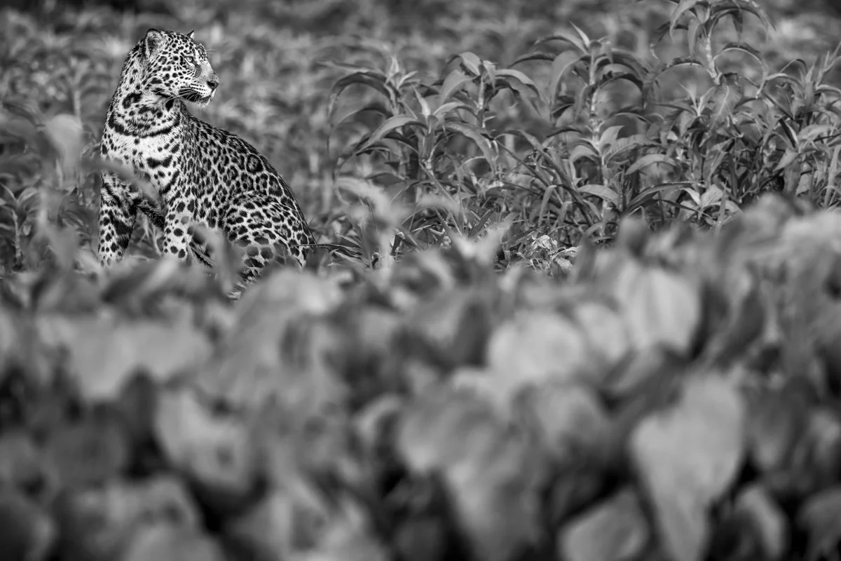 Monochrome23.jpg