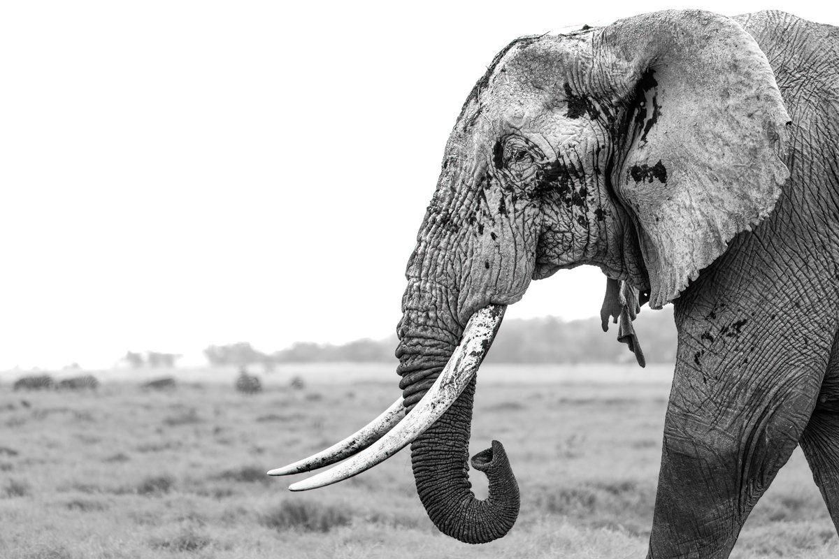 Monochrome36.jpg