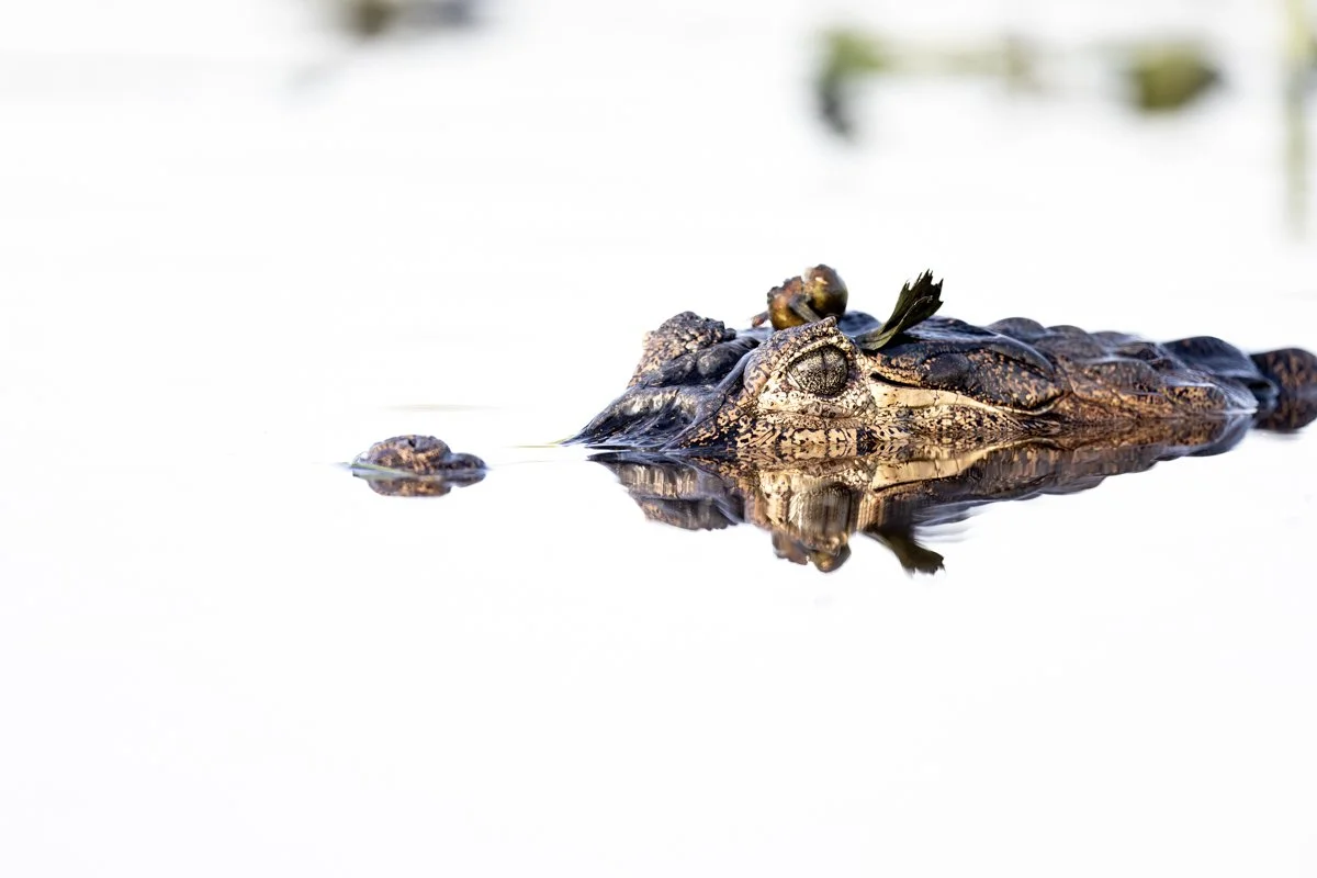 GeneralWildlife07.jpg