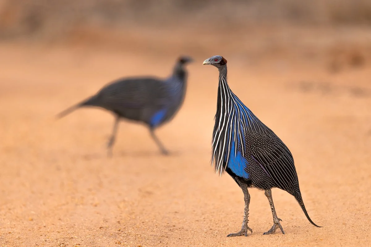 Birdlife20.jpg