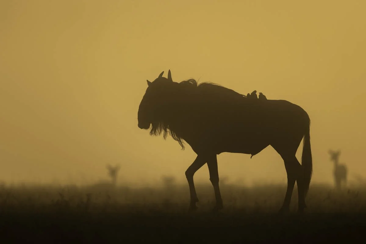 GeneralWildlife33.jpg