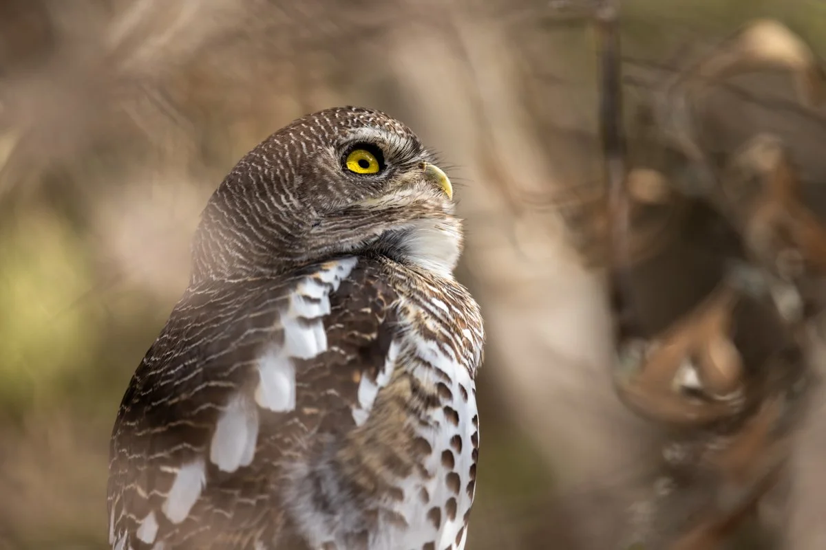 Birdlife28.jpg