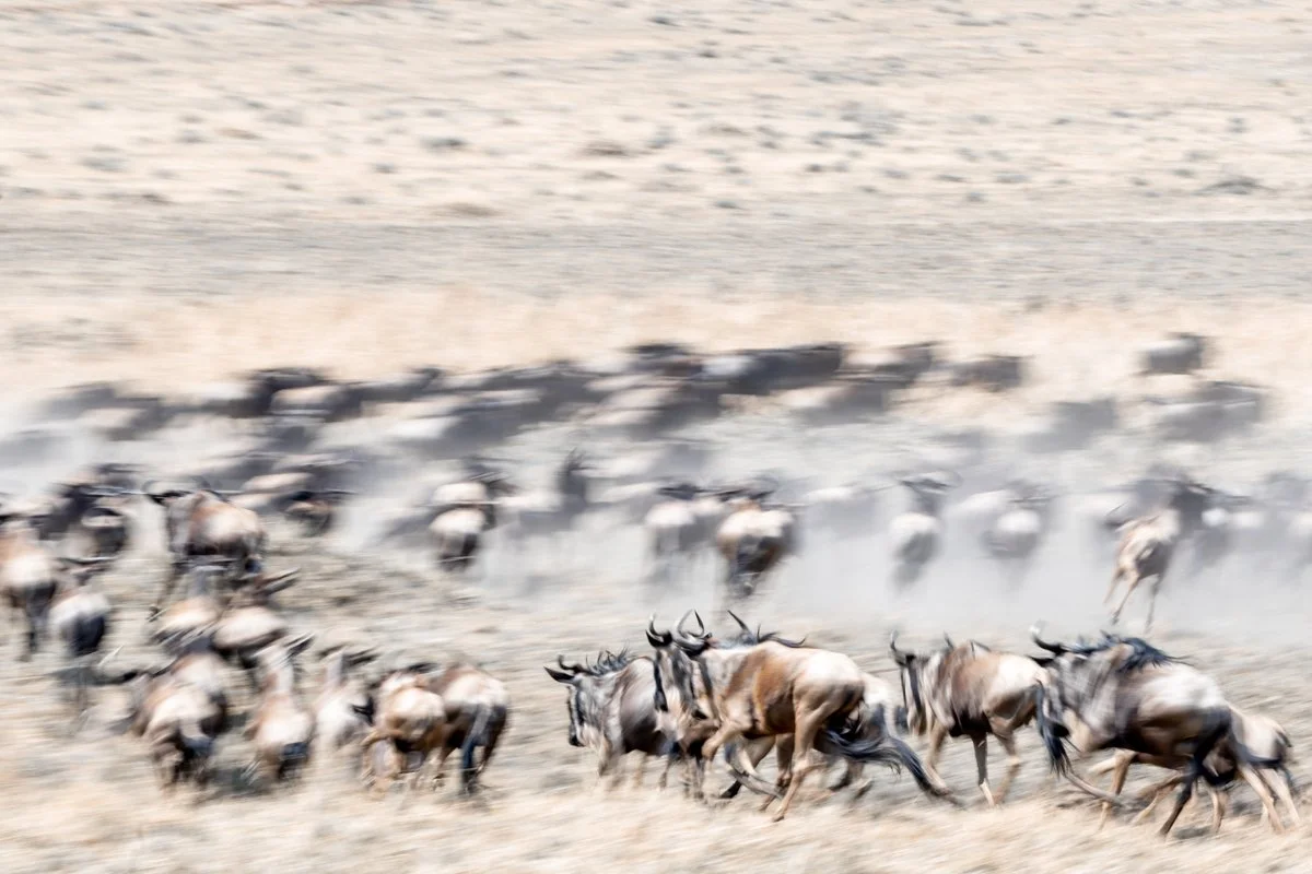 WildlifeInMotion06.jpg
