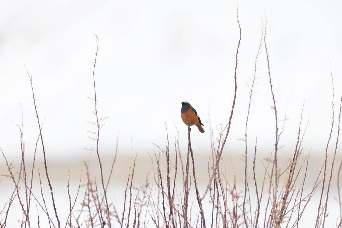Birdlife14.jpg