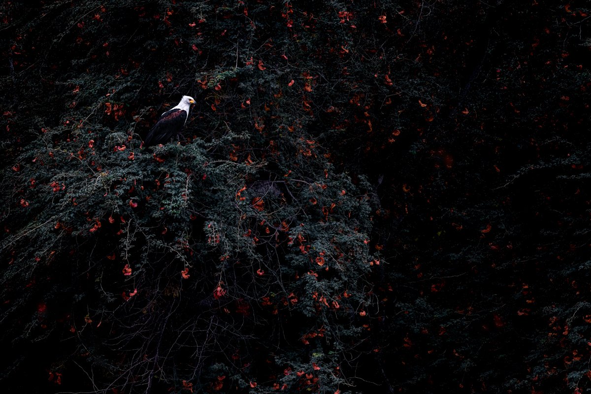 Birdlife08.jpg