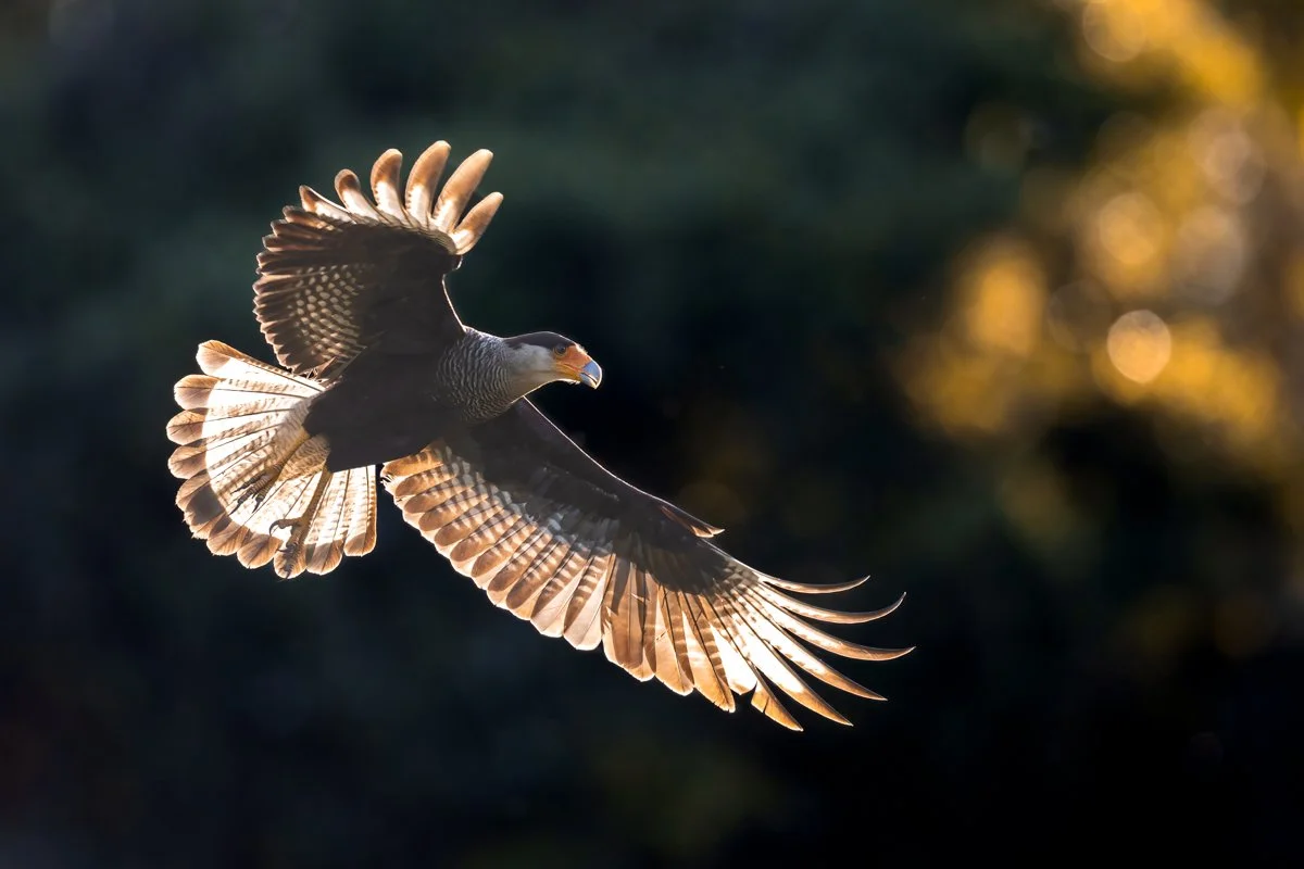 Birdlife04.jpg