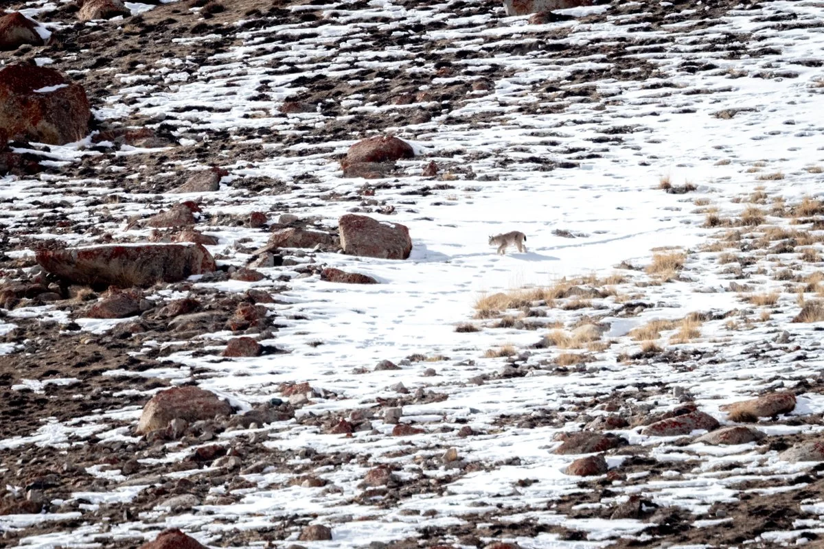 GeneralWildlife11.jpg