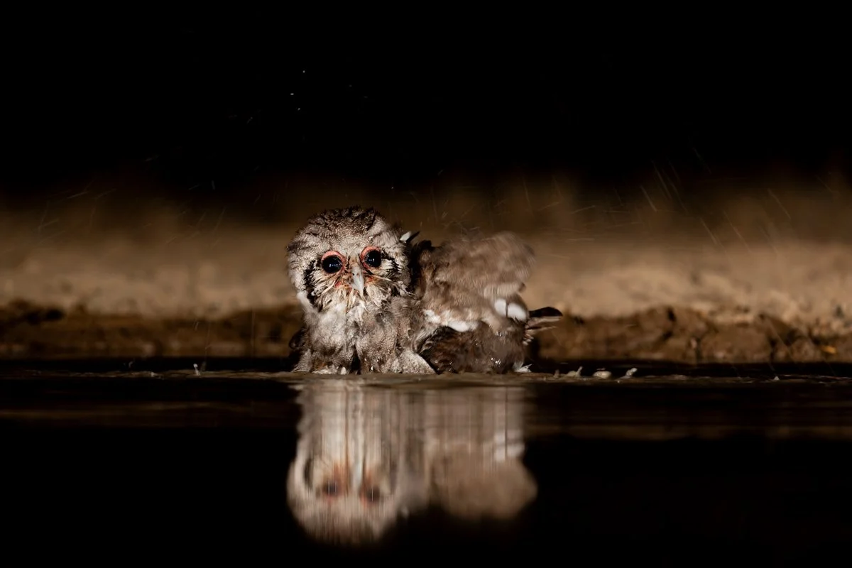 WildlifeInMotion19.jpg