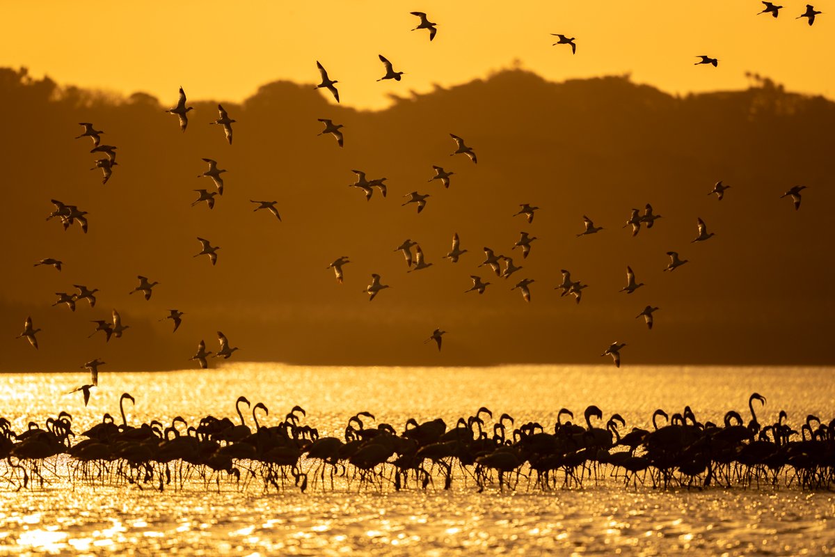 Birdlife17.jpg