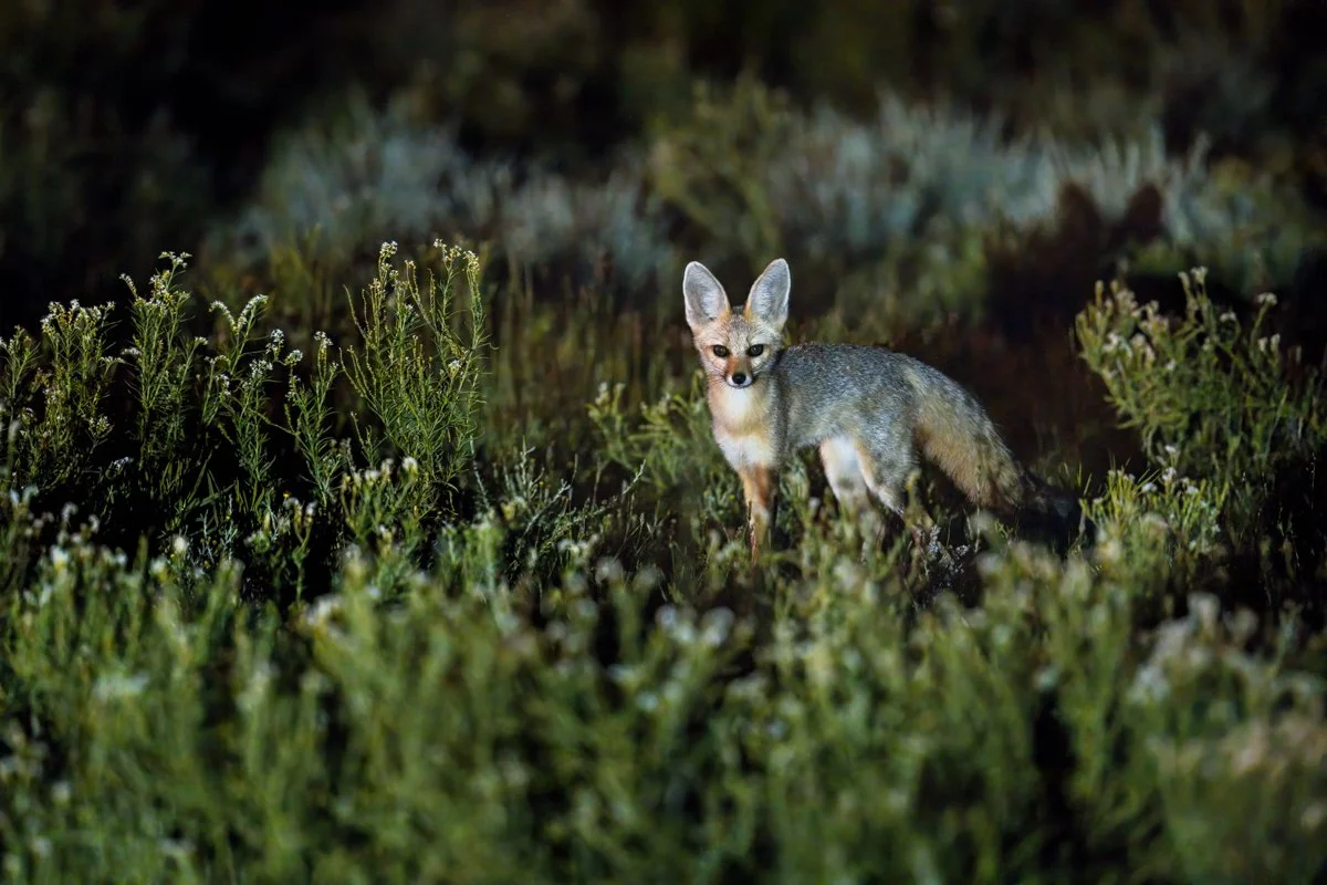 GeneralWildlife24.jpg