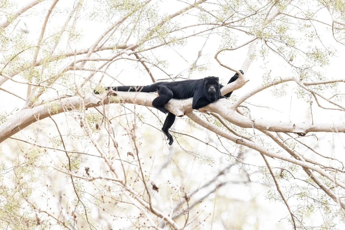 GeneralWildlife27.jpg