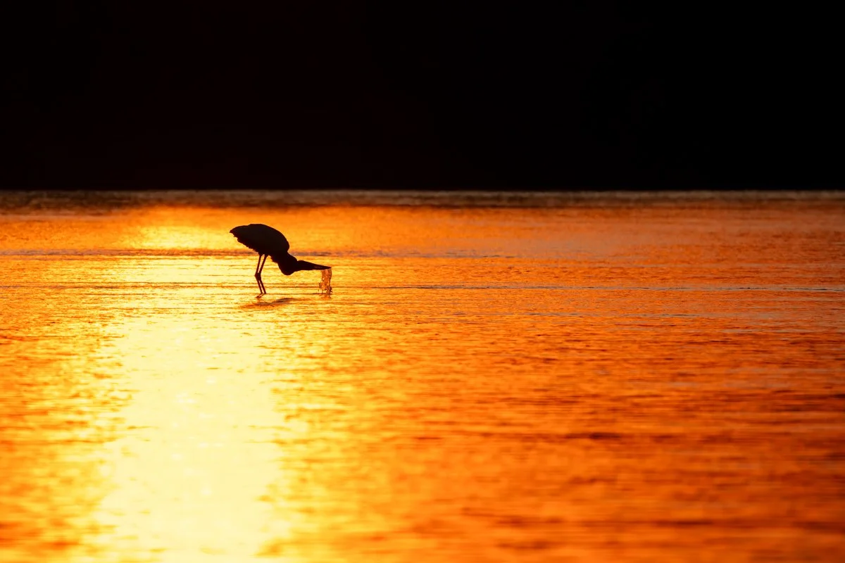Birdlife10.jpg