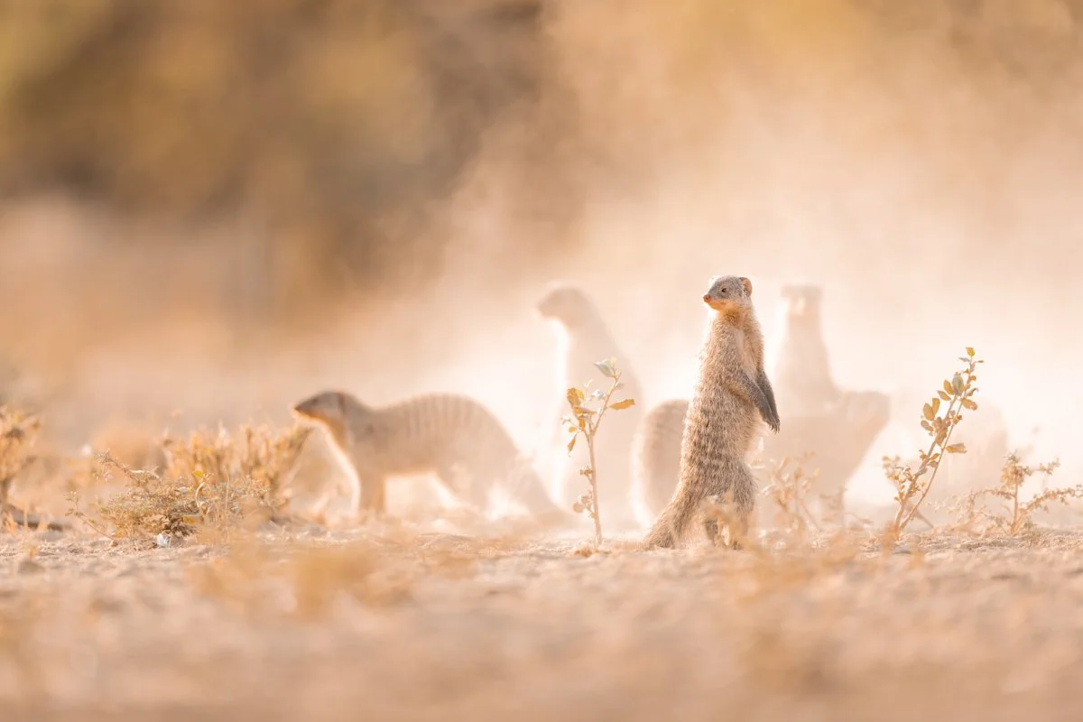 GeneralWildlife40.jpg