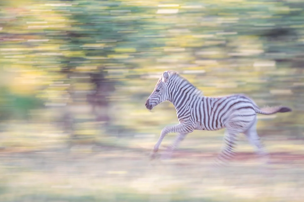 WildlifeInMotion14.jpg