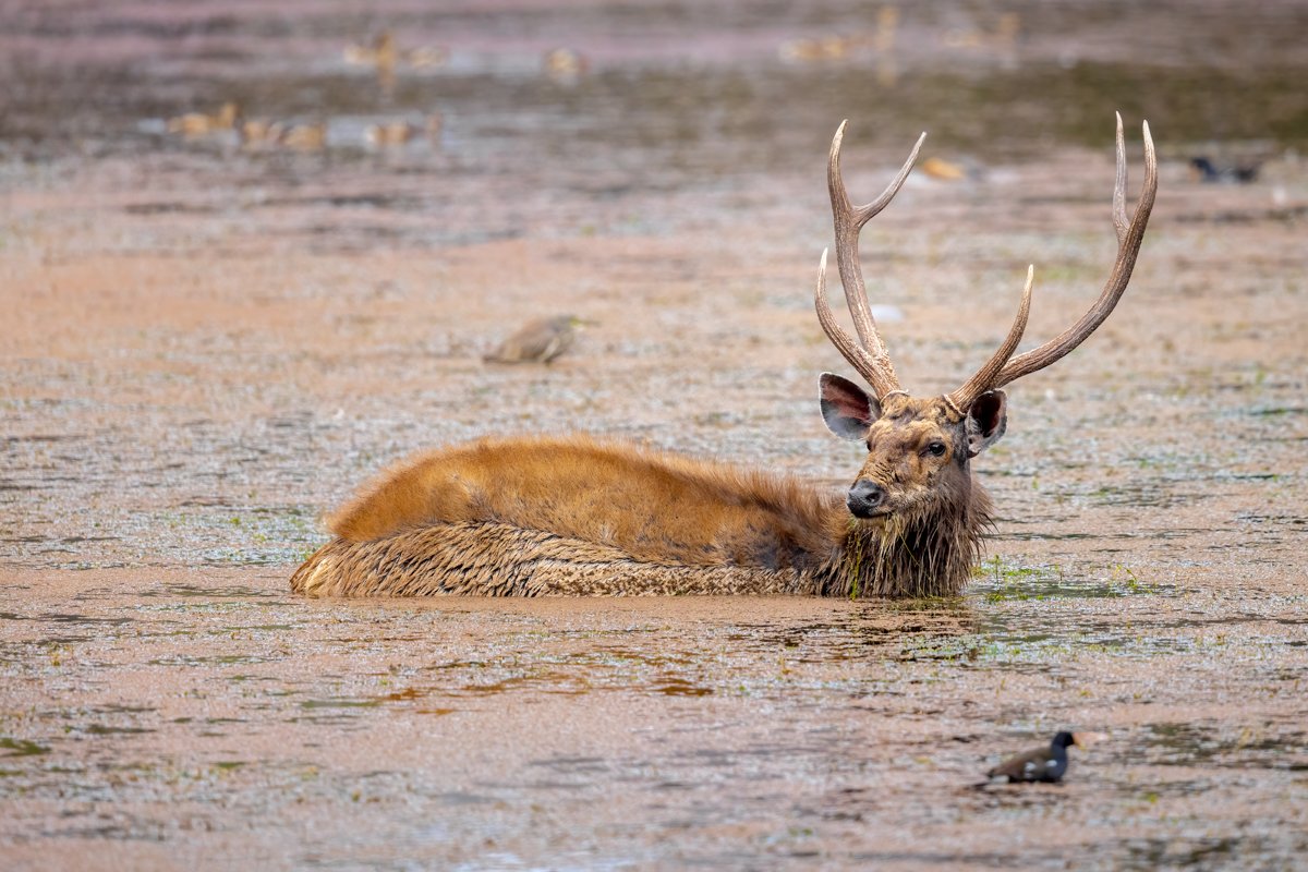 GeneralWildlife39.jpg