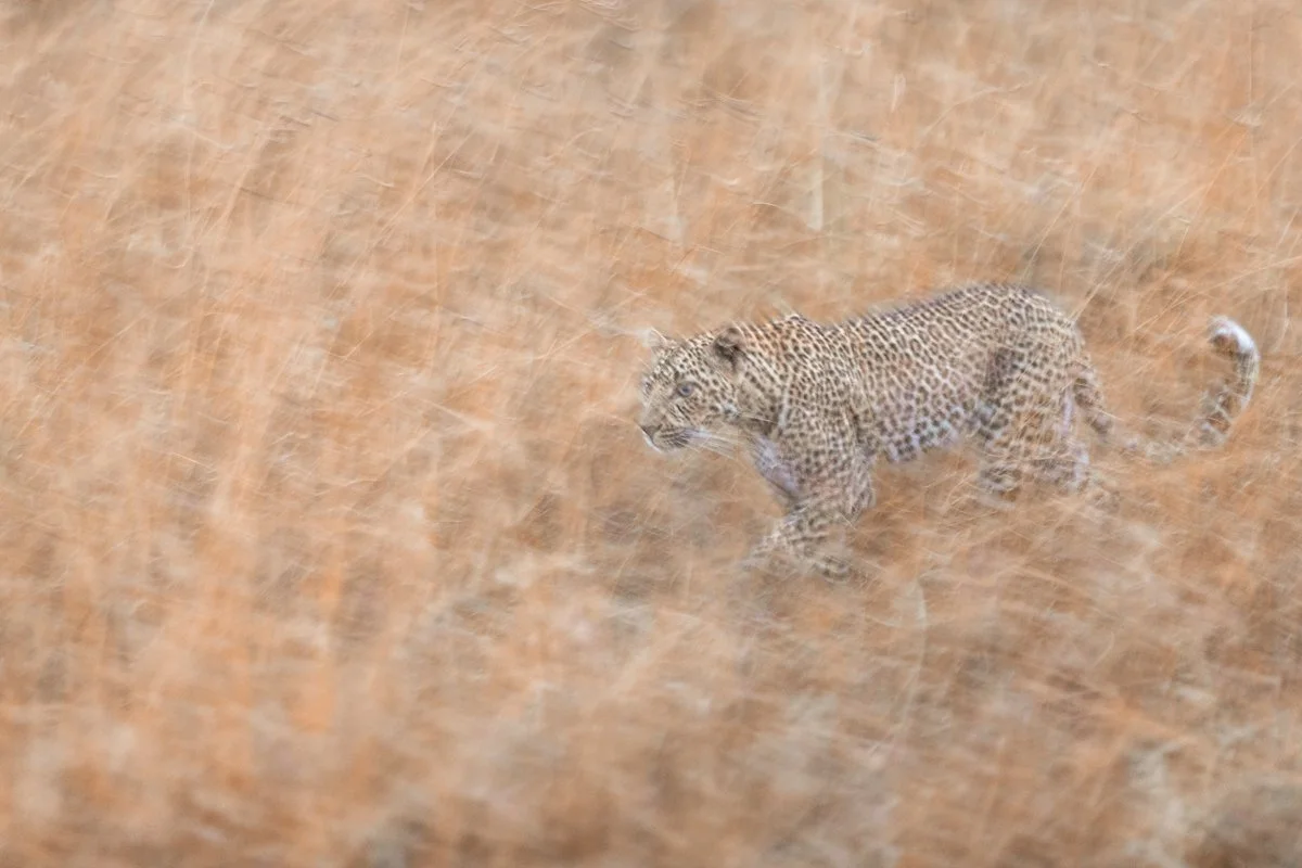 WildlifeInMotion17.jpg