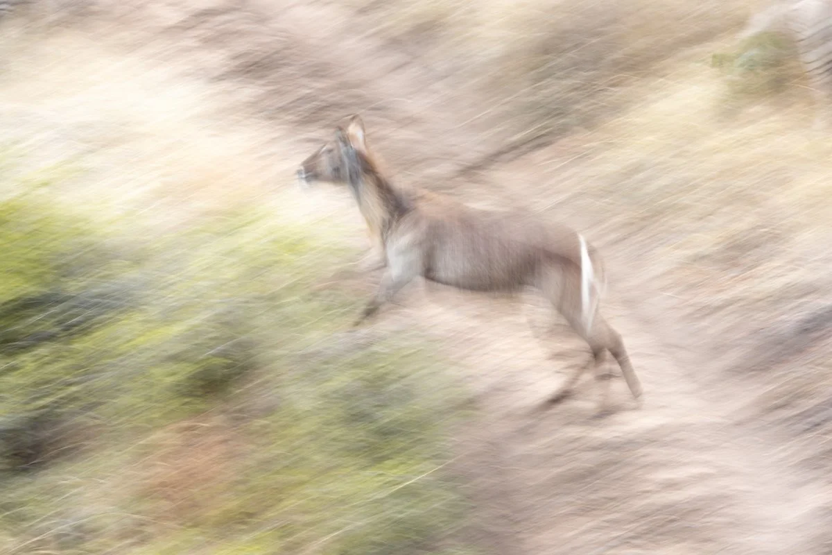 WildlifeInMotion21.jpg