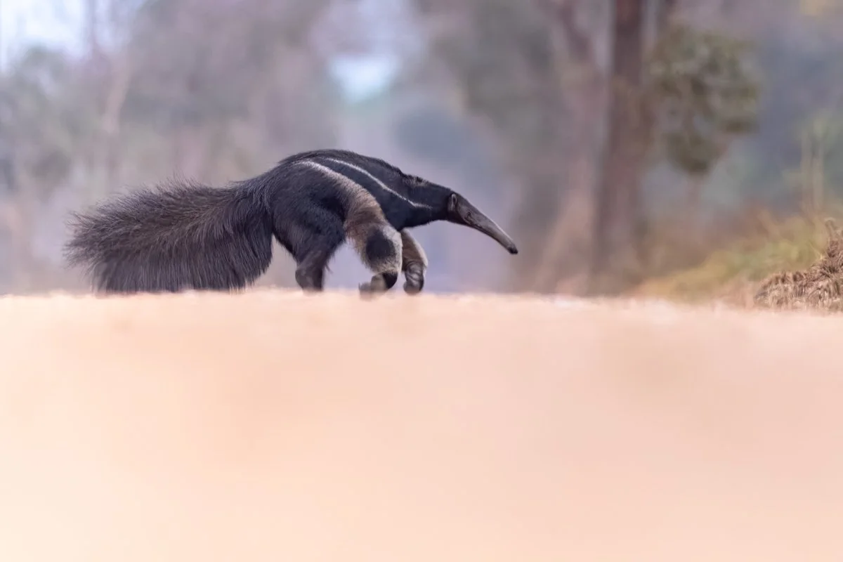 GeneralWildlife04.jpg