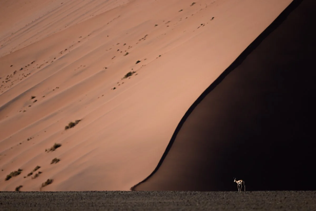 GeneralWildlife12.jpg
