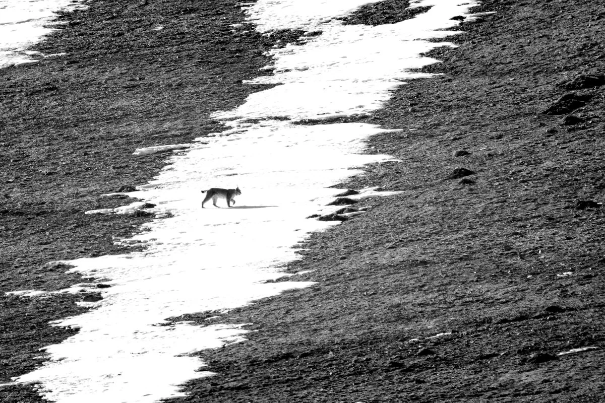 Monochrome15.jpg
